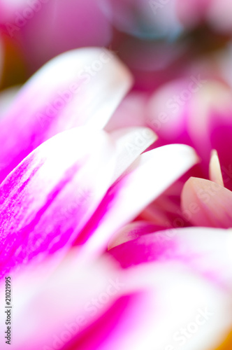 pink chrysanthemum