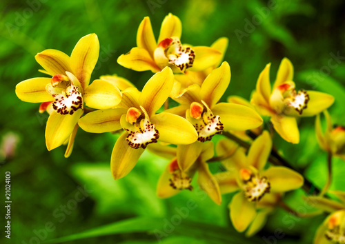 Fototapeta Naklejka Na Ścianę i Meble -  orchid