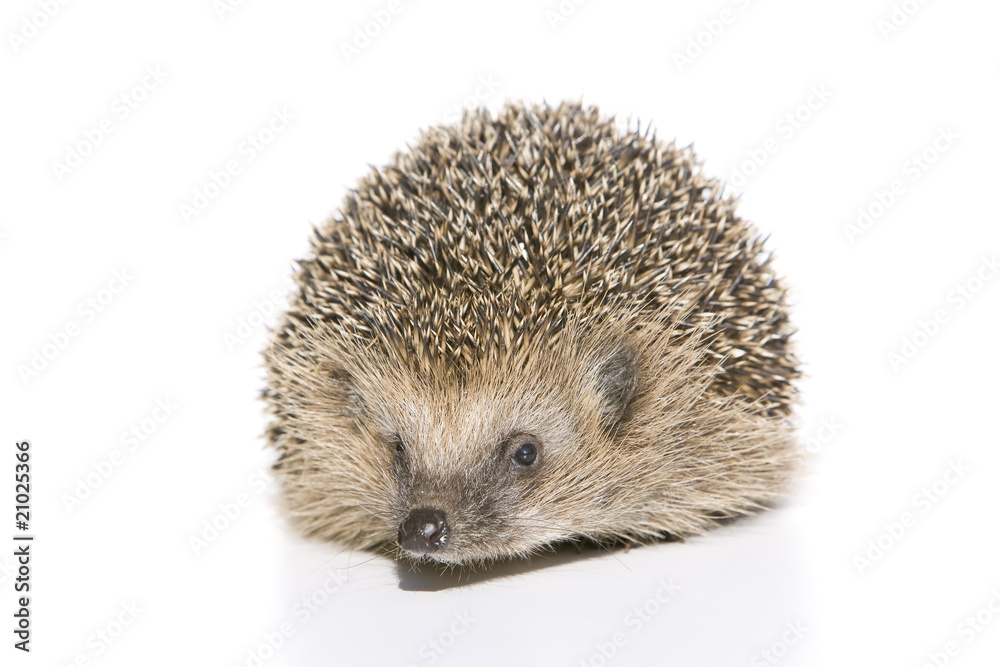 Igel