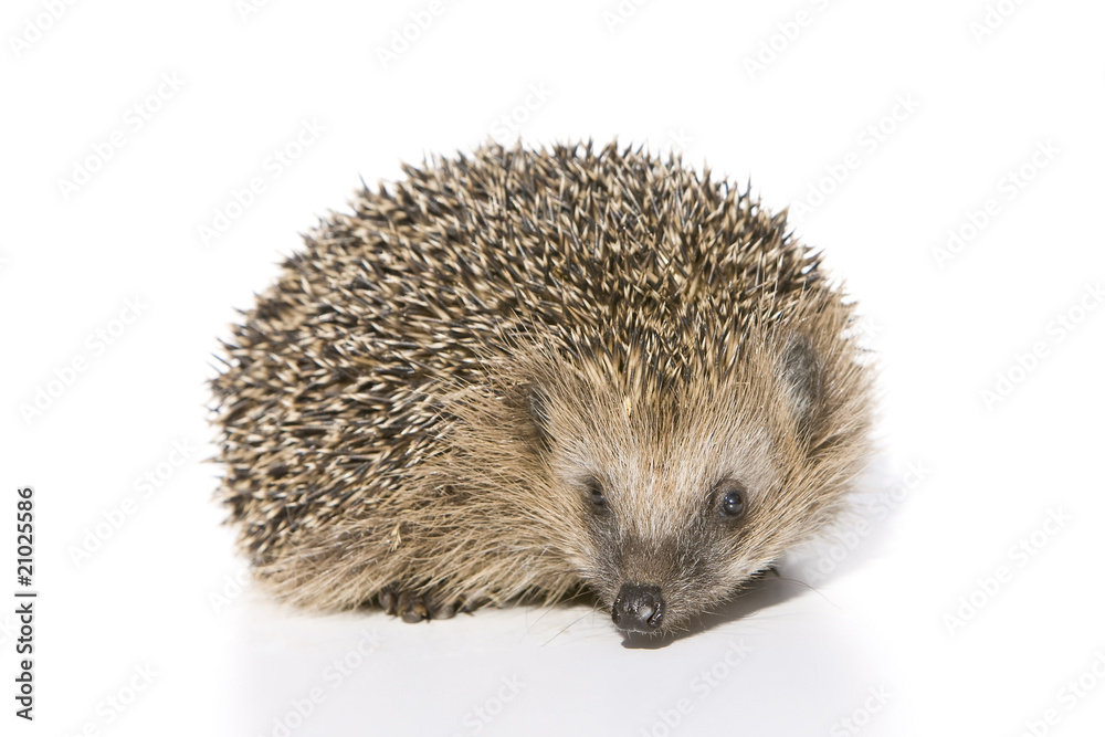 Igel von der Seite Igel von der Seite