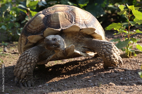 Spornschildkröte photo