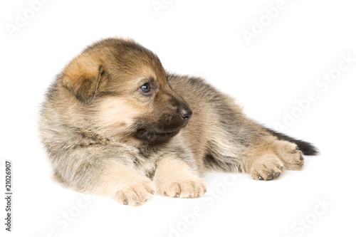 laying puppy isolated over white background