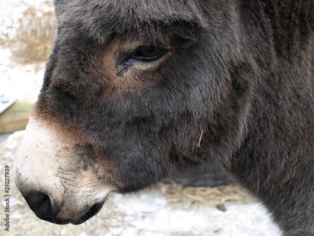 Fototapeta premium Esel
