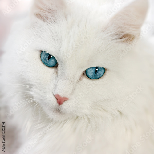 white cat