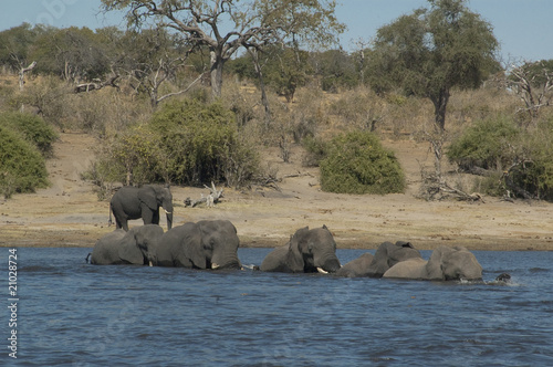 Elefantes cruzando el rio Chobe. Delta del Okavango. photo