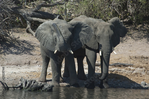 Elefantes en el delta del Okavango photo