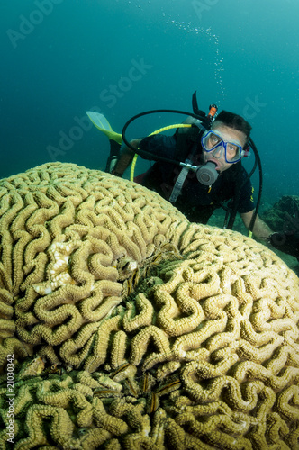 male scuba diver behind big brain coral