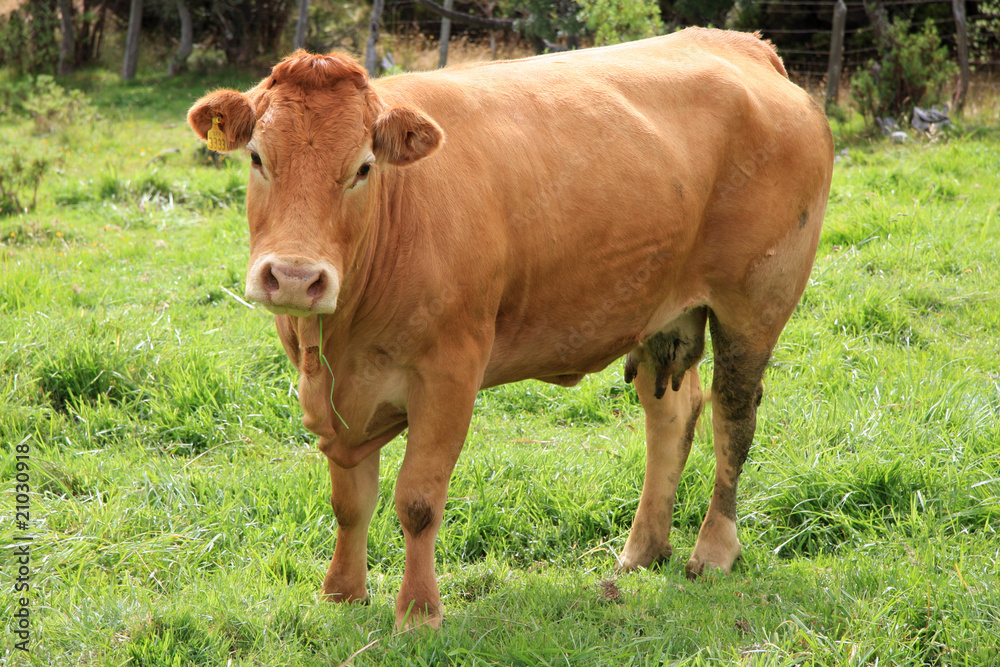 vache limousine au pâturage vache limousine au pâturage