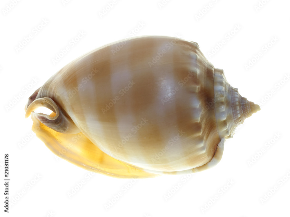 Conch shell top view Conch shell top view