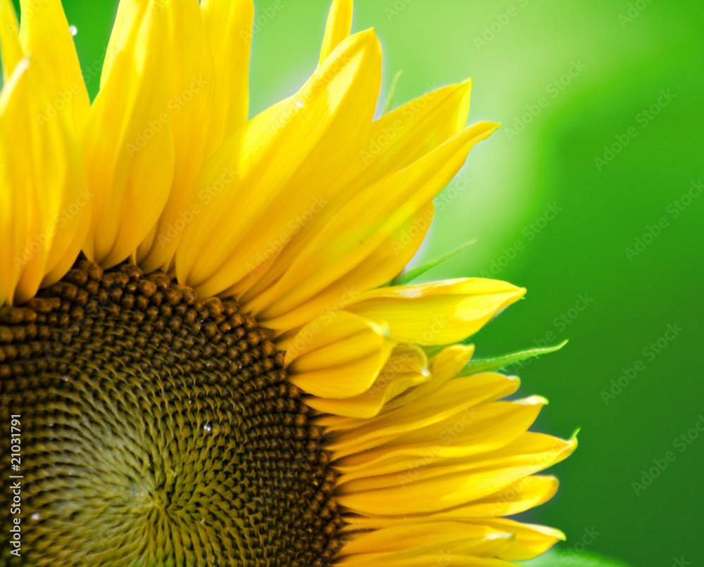 Naklejka premium beautiful sunflower