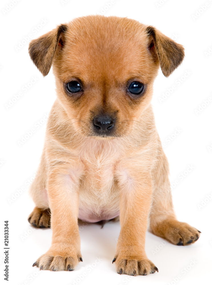 Puppy of toy-terrier in studio Puppy of toy-terrier in studio