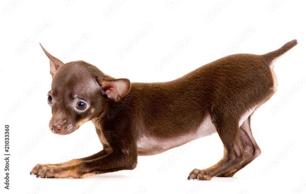 Puppy of toy-terrier in studio Puppy of toy-terrier in studio