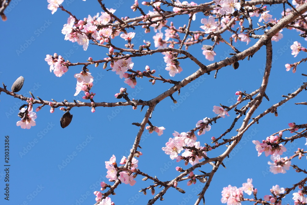 Amandier au printemps