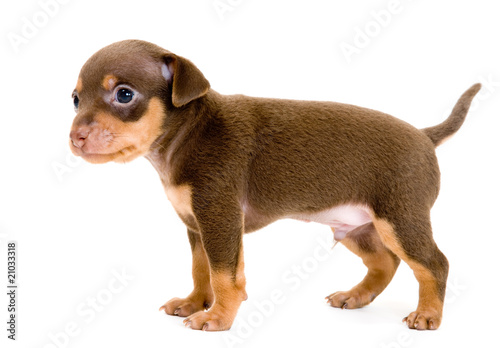 Puppy of toy-terrier in studio