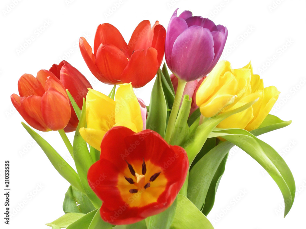 Fototapeta premium Tulpenstrauss