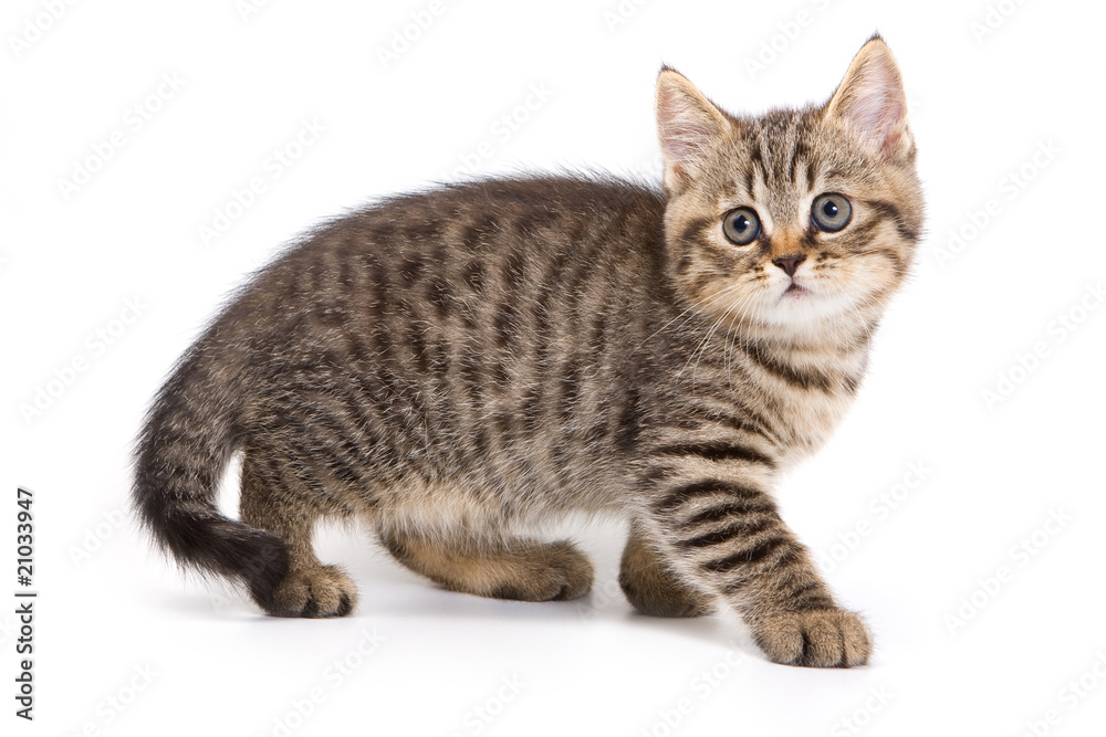 British kitten on white background