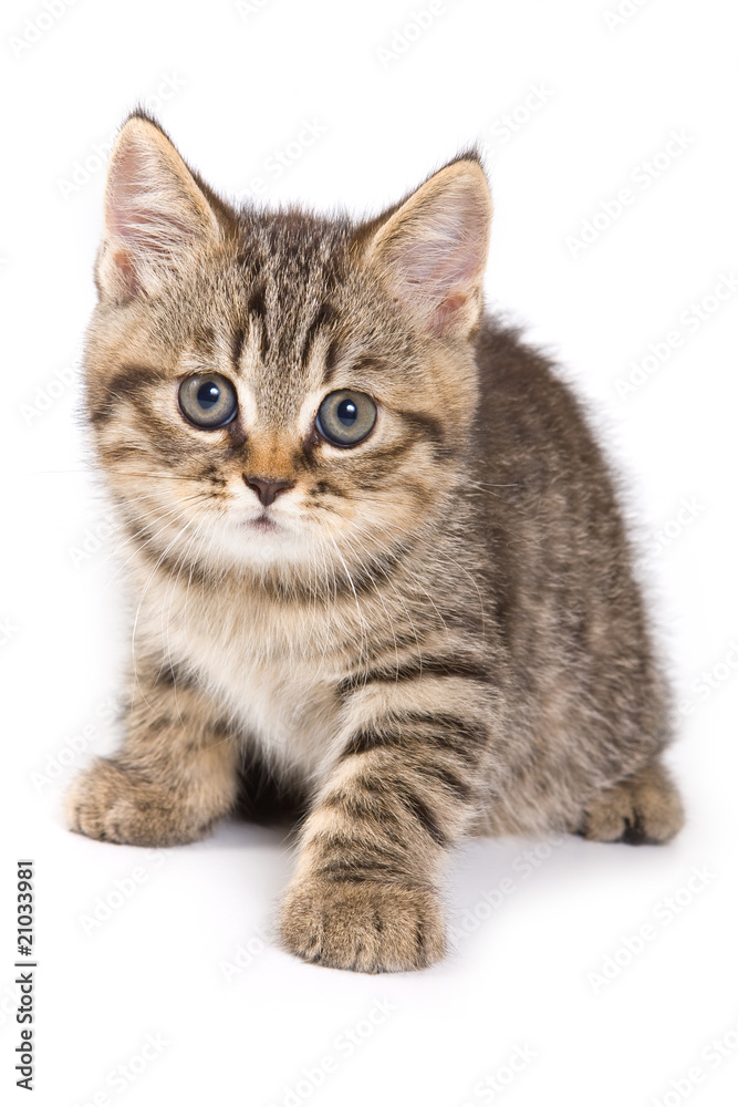 British kitten on white background