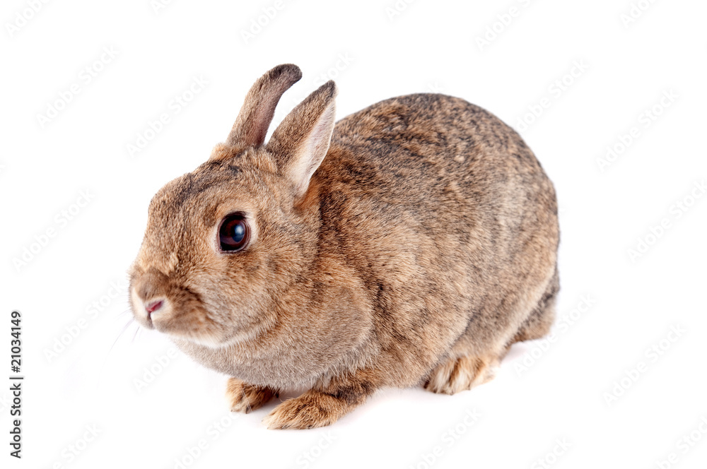 Fototapeta premium Bunny