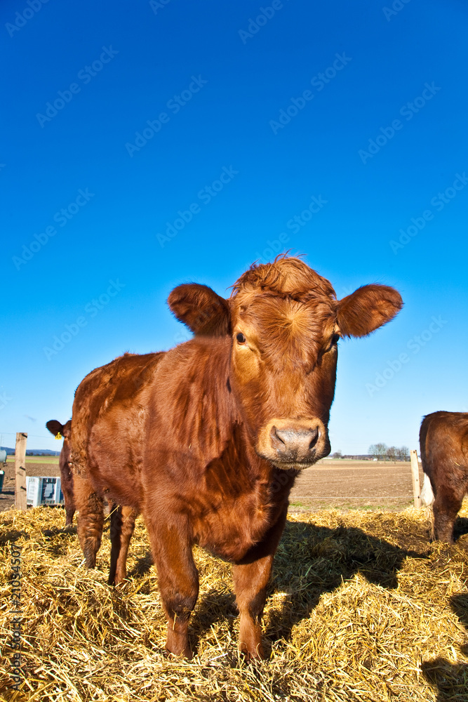 friendly cattle on straw with blue sky