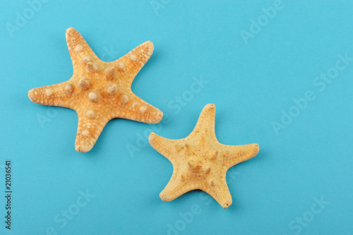 Two starfishes on a blue background