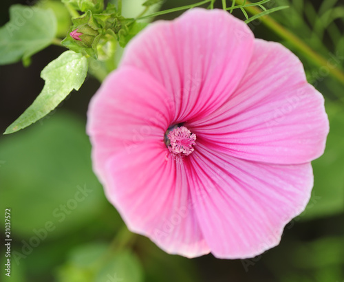 pink flower