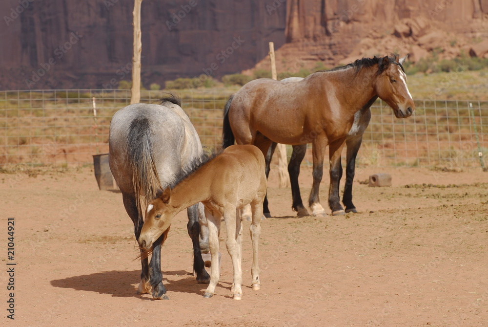 Cavalli in West USA