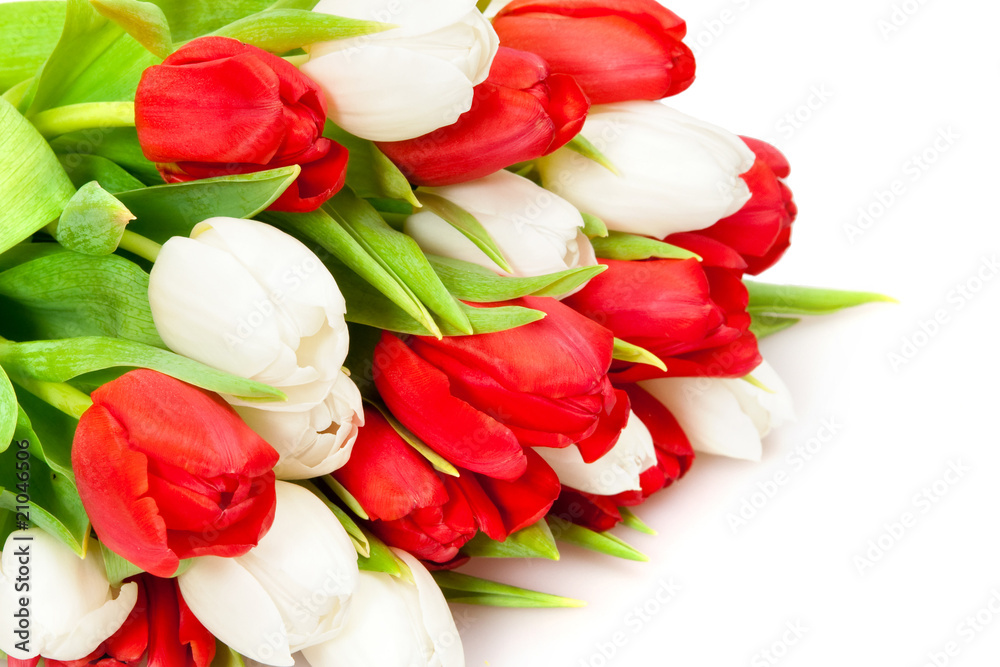 tulips tulips