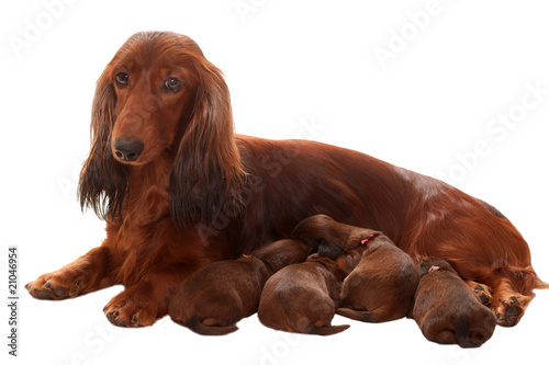 Mother duchshund photo