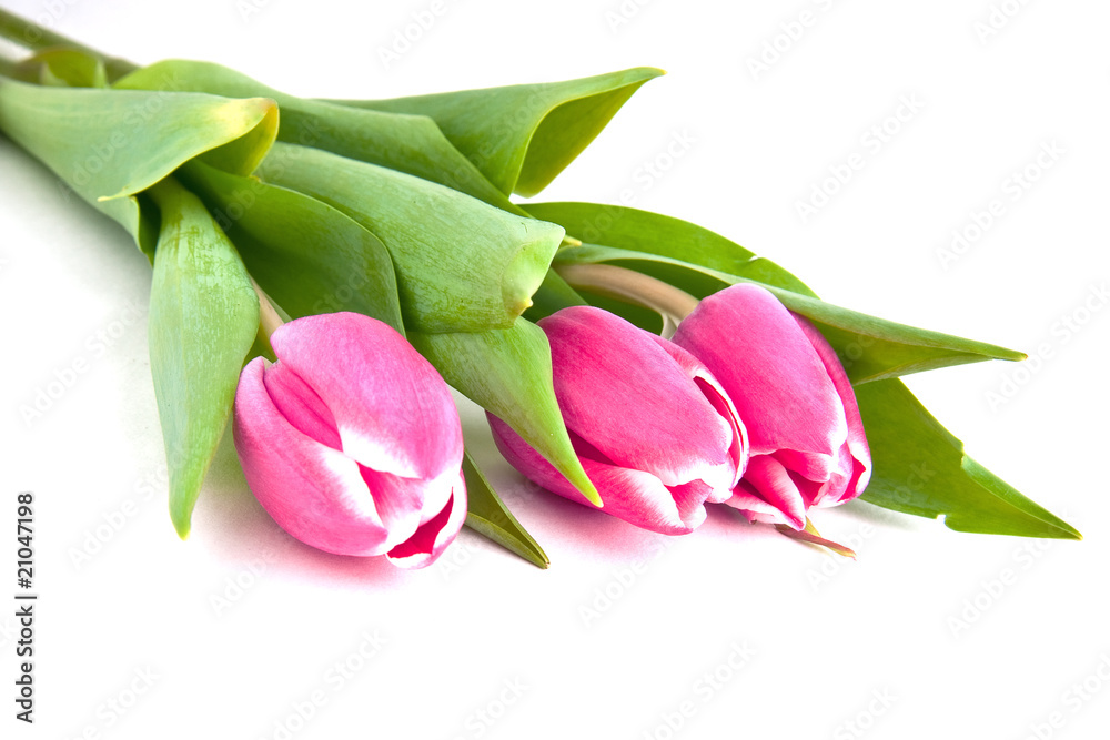 three tulips three tulips