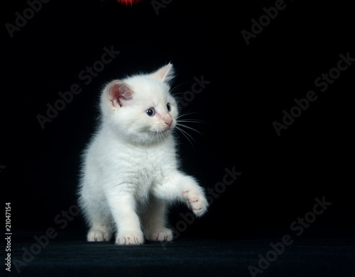 White kitten playing on black background