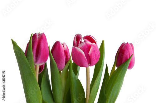 several tulips