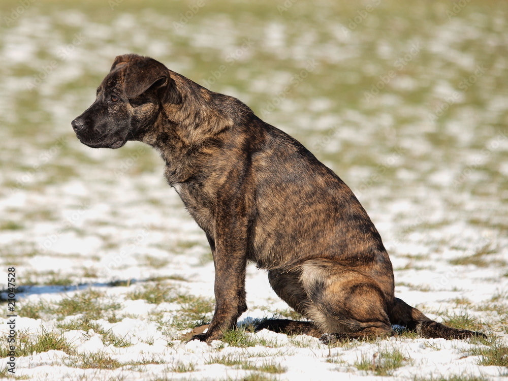 Boxer-Schäferhund Mischling Stock Photo | Adobe Stock