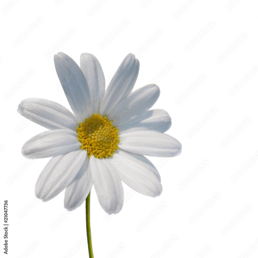 Fototapeta premium Daisy