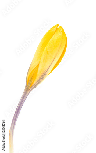 Yellow Dutch spring crocus flower over white background