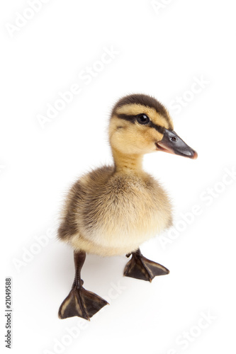 duckling standing isolated on white