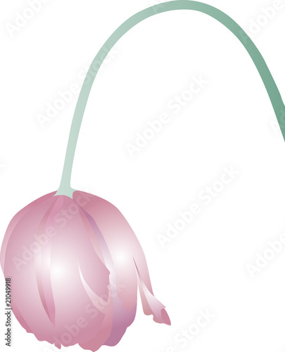Fototapeta wilting tulip illustration