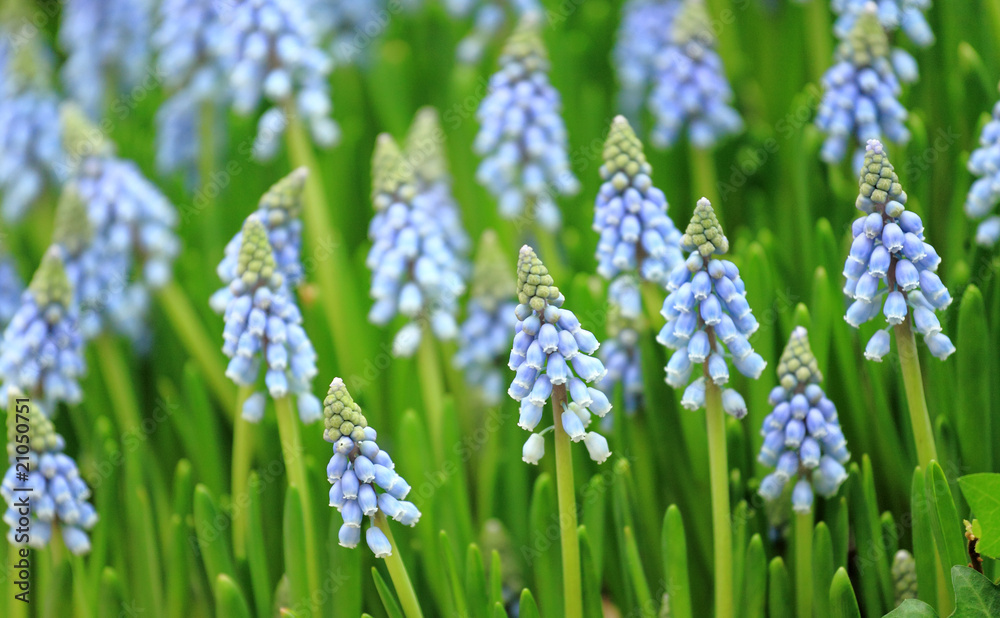 flower, muscari botryoides flower, muscari botryoides