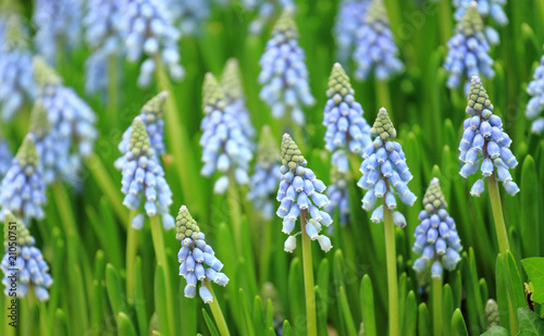 flower, muscari botryoides