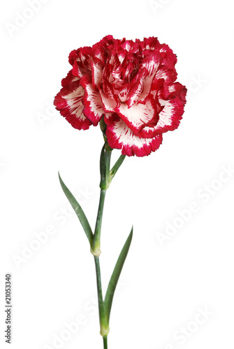 Obraz na płótnie carnation flower closeup isolated