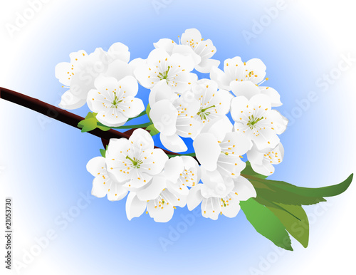 Spring white blossoming twig of cherry tree (vector)