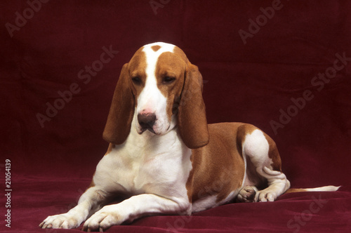 Chien Courant Espagnol allongé en studio fond rouge