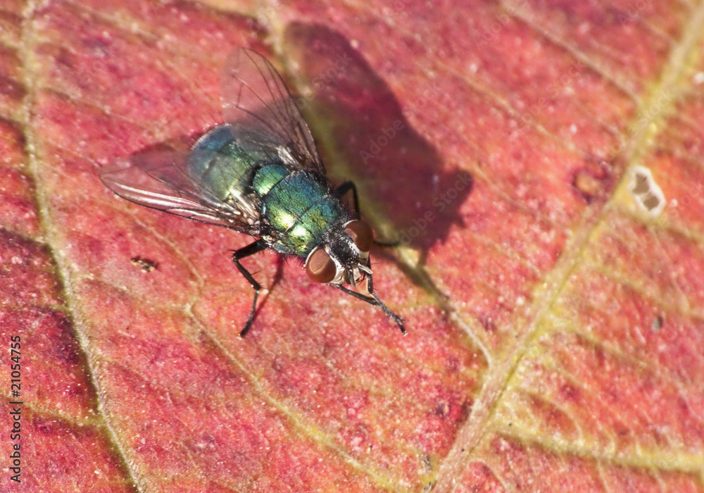 Fototapeta premium Goldfliege auf Herbstlaub, sich putzend