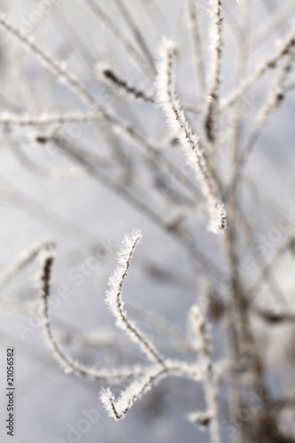 Wallpaper Mural Gräser im Winter Torontodigital.ca