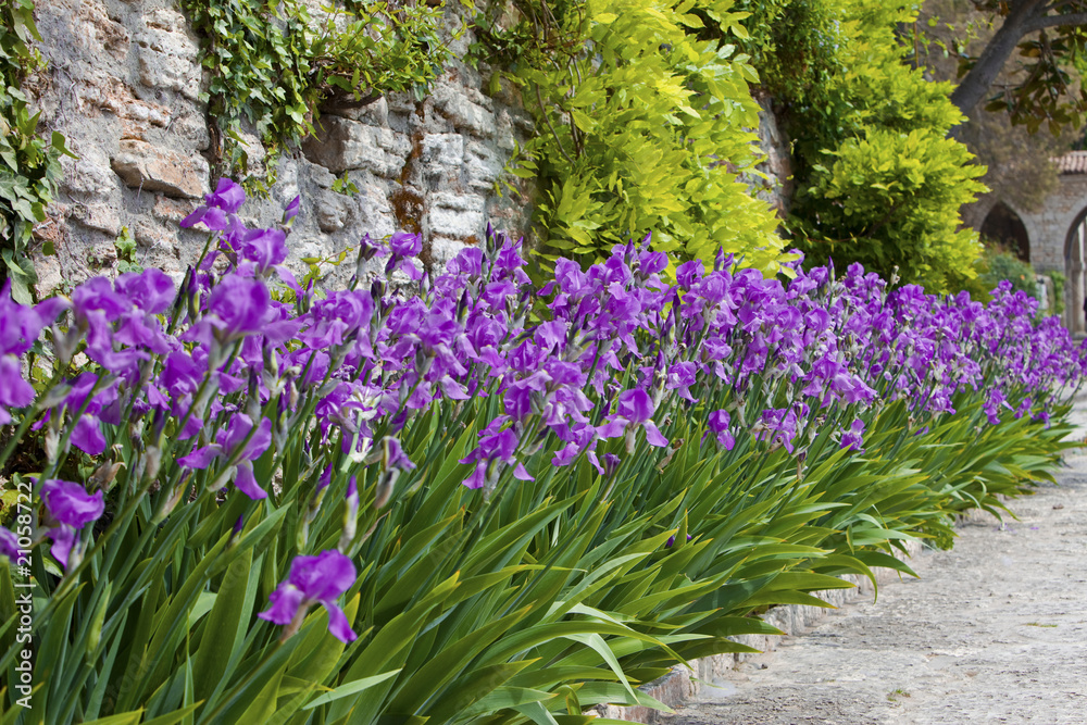 Naklejka premium Irises, blooming along sandy road