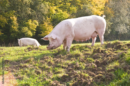 Schweine, Hausschweine auf der Weide