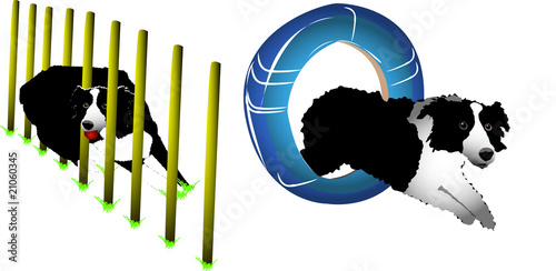 Agility dog