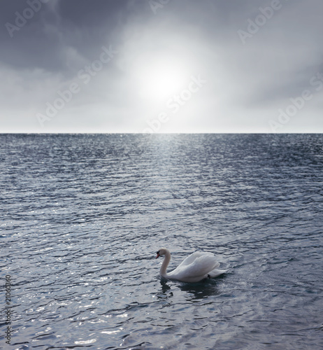Fototapeta Naklejka Na Ścianę i Meble -  Beautiful swan