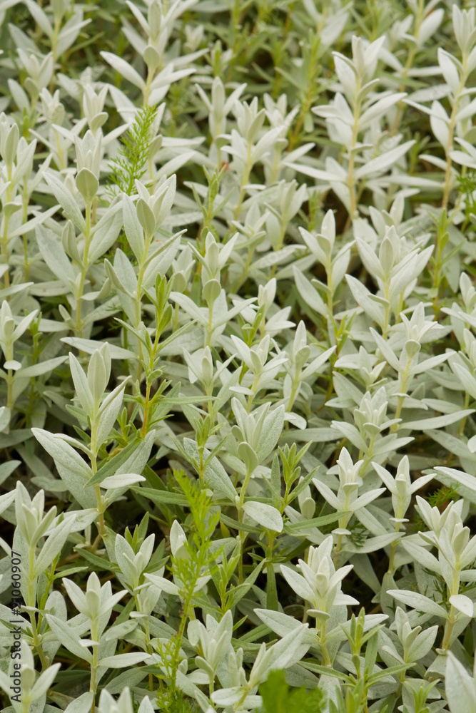 Obraz premium Background of flowers