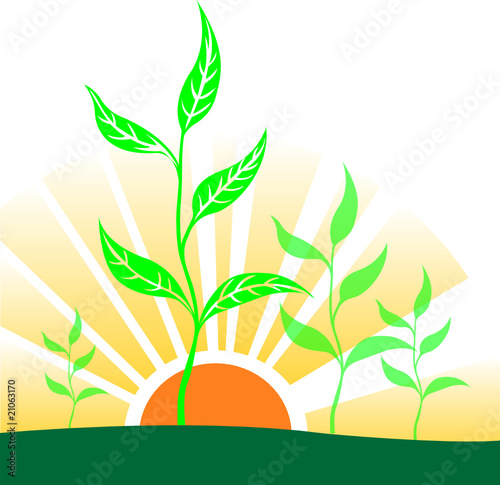 green plants in sunset