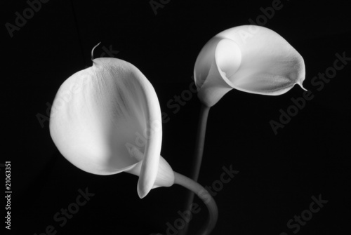 A couple of white Calla lilys on a black background